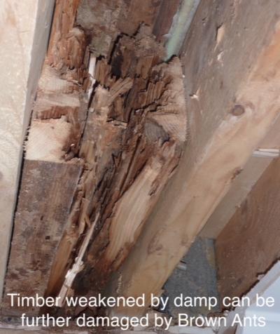 Brown ants weaken timber