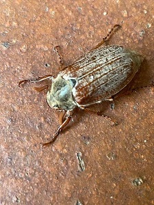 Cockchafer