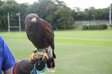 George the Harris Hawk