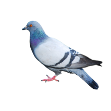 pigeon