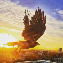 Harris Hawk