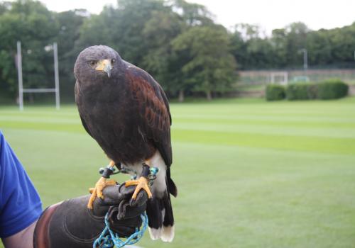 George the Harris Hawk