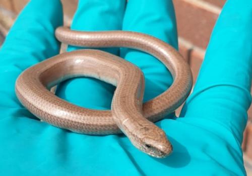 Slow worm