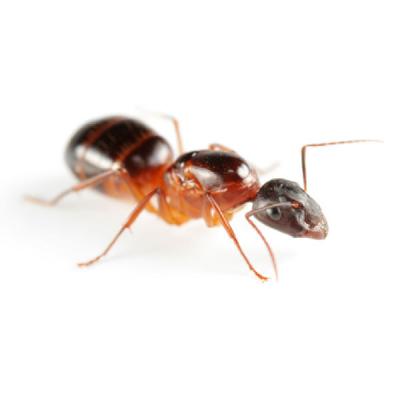 Ant control services