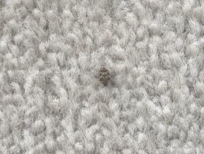 Carpet beetle