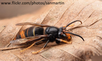 Asian hornet photograph by www.flickr.com/photos/sanmartin/