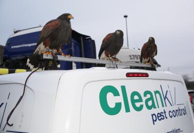 Harris Hawks