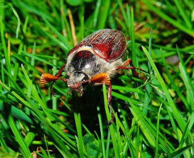 Cockchafer