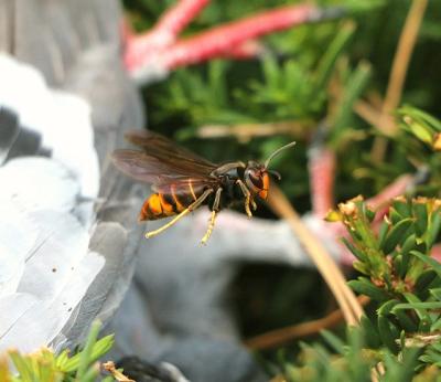 Asian hornet